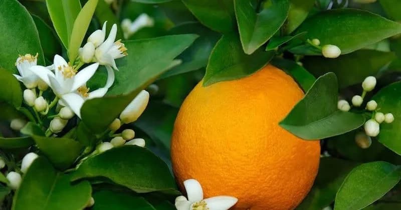 Narenciye Üreticileri Birliği Derneği hala ürün ödemelerinin yapılmadığını söyledi