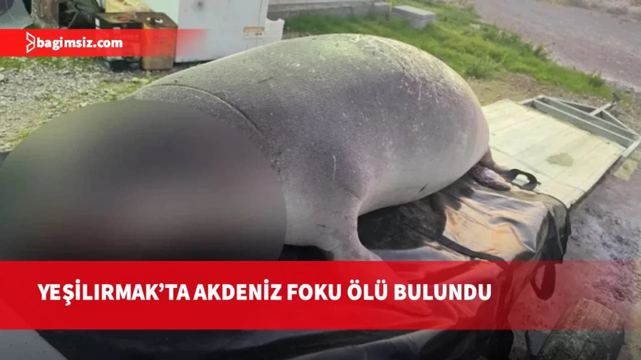 Yeşilırmak’ta nesli tehlike altındaki Akdeniz foku ölü bulundu
