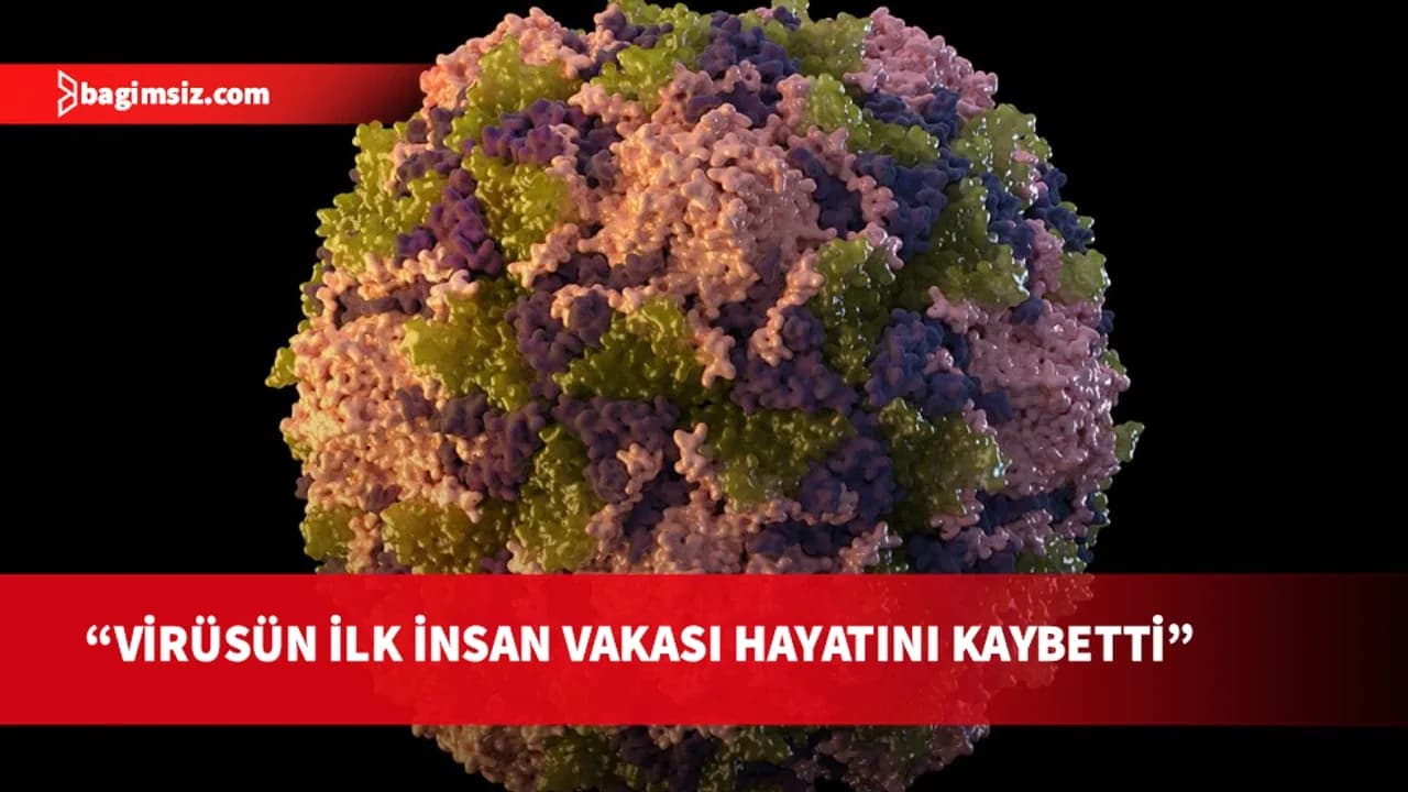 DSÖ: Hayvanlarda görülen Shamonda virüsünün ilk insan vakası olan kişinin öldüğünü bildirdi
