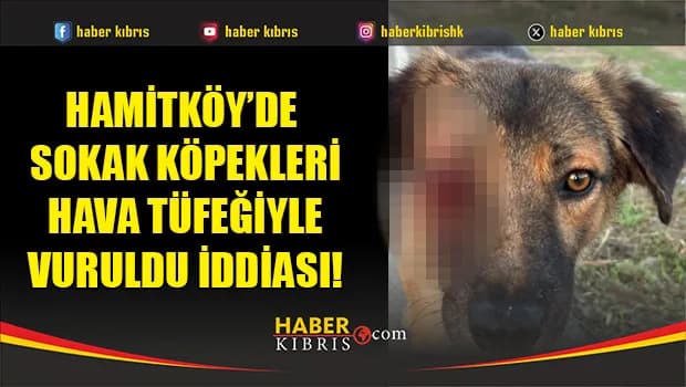 Hamitköy’de sokak köpekleri hava tüfeğiyle vuruldu iddiası!