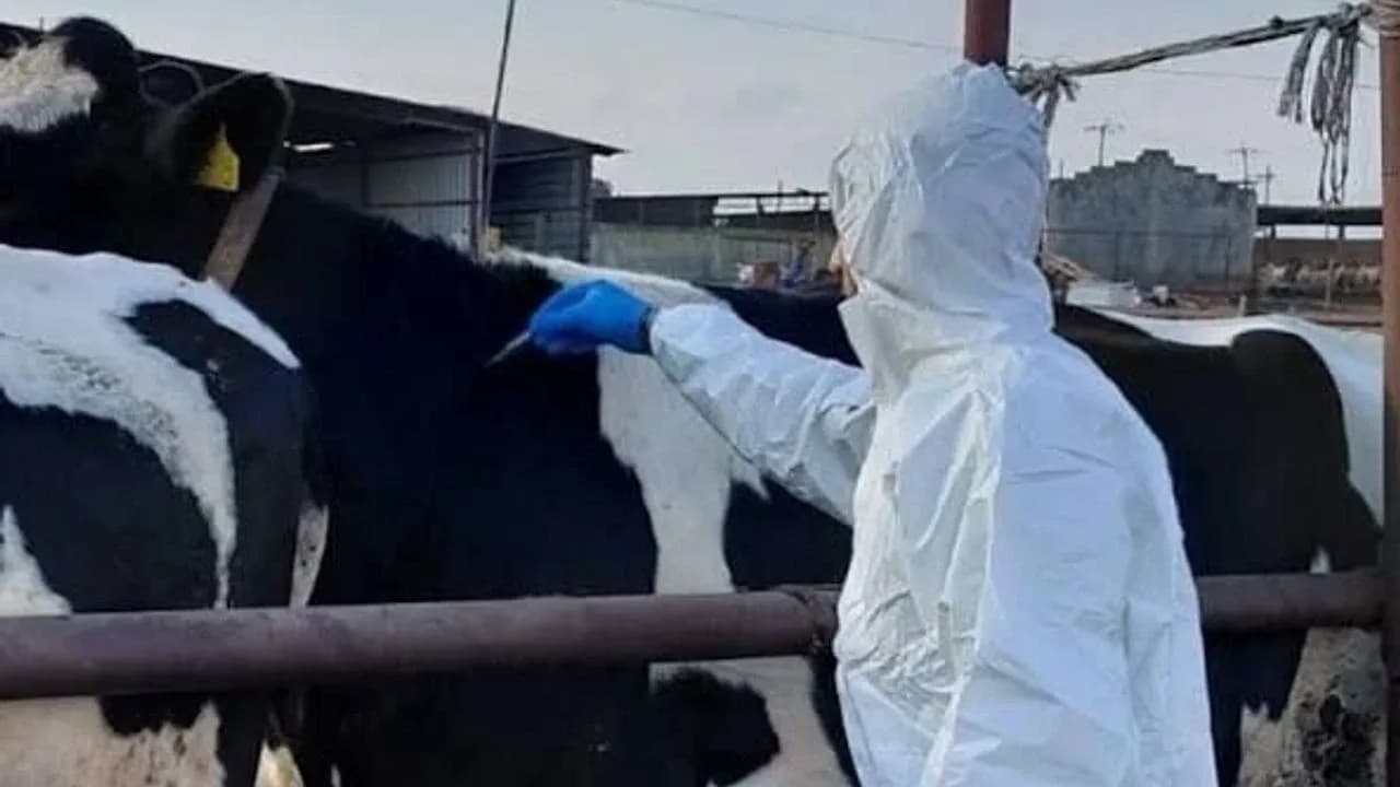 Güney Kıbrıs’ta yaklaşık 3 bin hayvan daha itlaf ediliyor