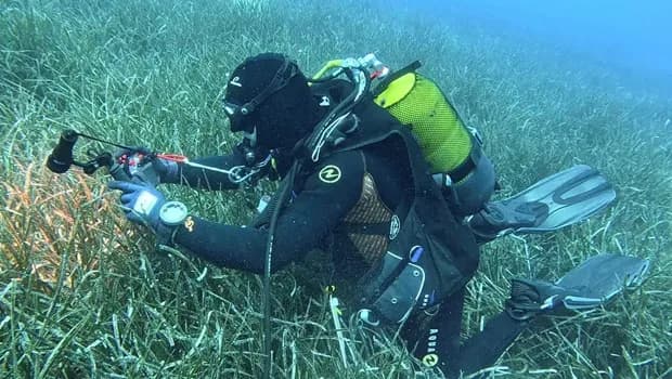 Meksika Körfezi'ndeki petrol kazasından sonra deniz canlıları yüzde 60 azaldı