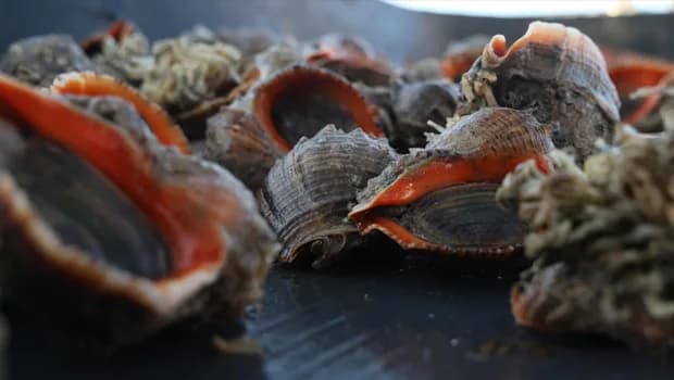 Türkiye'den dokuz ülkeye 14 milyon dolarlık deniz salyangozu ihracatı