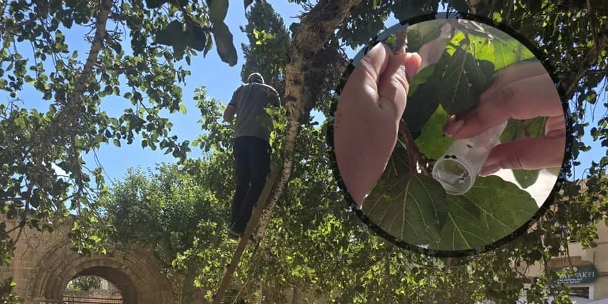 Tarihi Cümbez ağacındaki zararlıya biyolojik müdahale