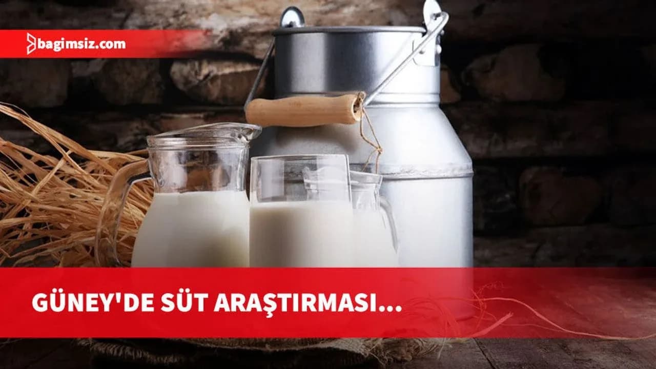 Güney'de süt araştırması: Küçükbaş hayvan üreticileri zarar ediyor, büyük peynir fabrikaları kâr marjını yükseltiyor