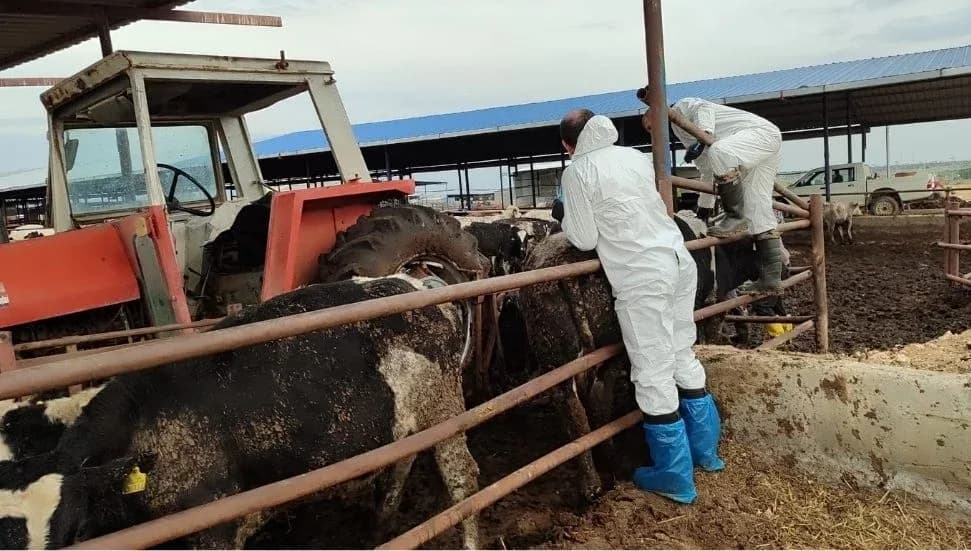 Şap hastalığı nedeniyle uygulanan bölgesel karantina kaldırılıyor