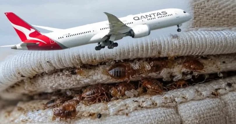 Avustralya’da tahtakurusu istilası, yolcu uçağını seferden çekti!