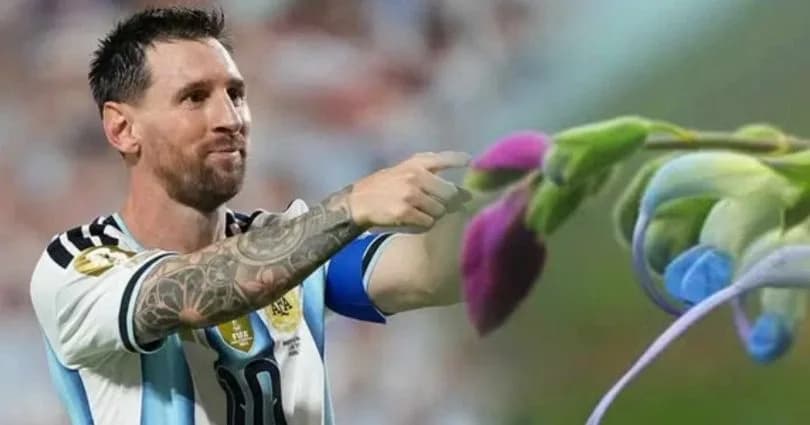 Yeni keşfedilen bir bitki türüne Messi adı verildi