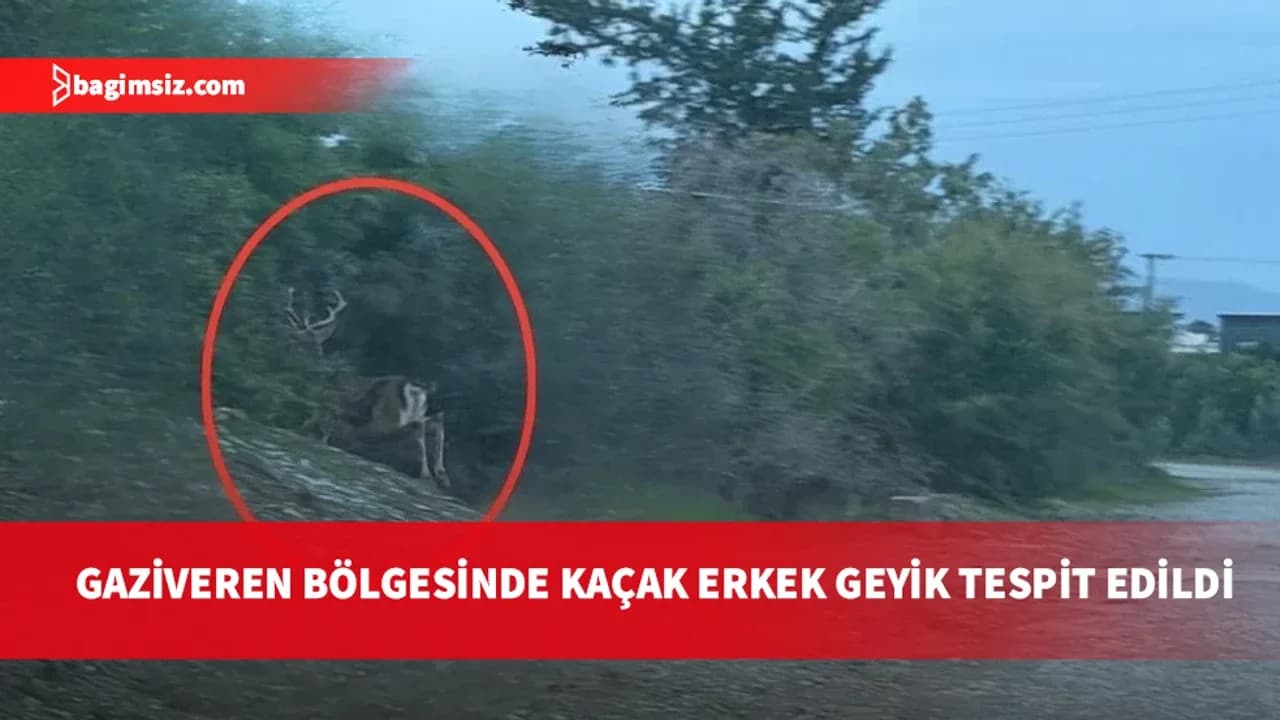 Aydınköy-Gaziveren bölgesinde kaçak geyik alarmı: Kesinlikle yaklaşmayın, saldırabilir