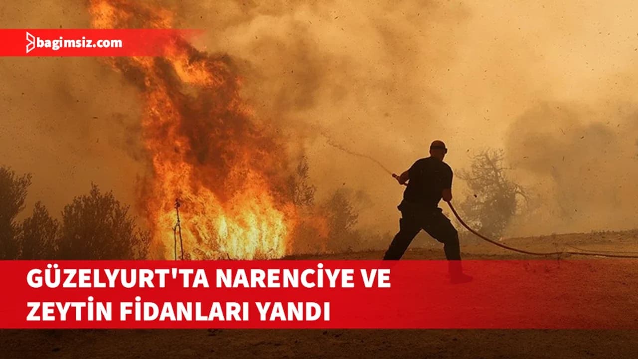 Güzelyurt'ta narenciye ve zeytin fidanları yandı