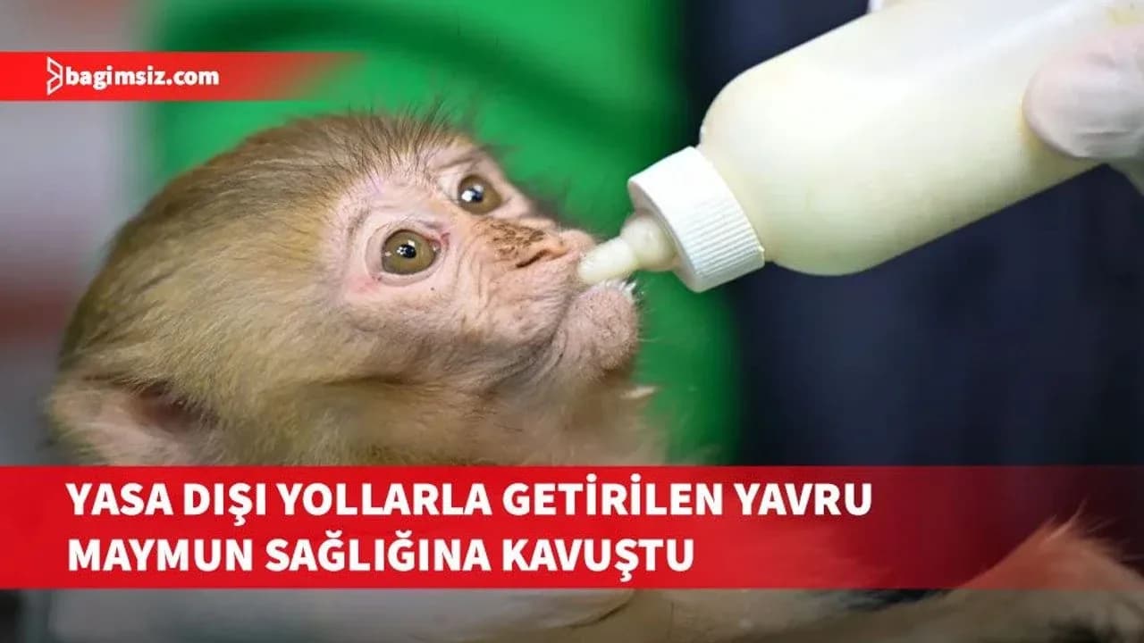 Türkiye’ye yasa dışı yollardan sokulan yavru maymun tedavi edildi