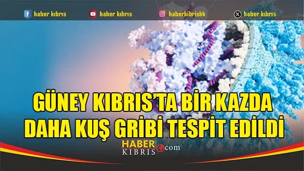 Güney Kıbrıs’ta bir kazda daha kuş gribi tespit edildi