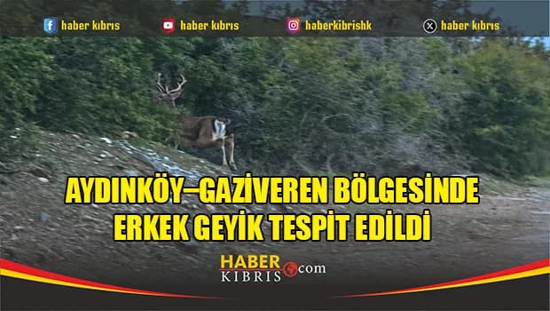 Taşkent Doğa Parkı’ndan geyik uyarısı: “Kesinlikle yaklaşmayın”