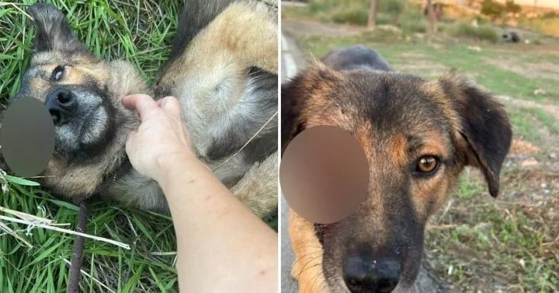 Hamitköy’de sokak köpeklerine yönelik silahlı şiddet: Yetkililere acil çağrı