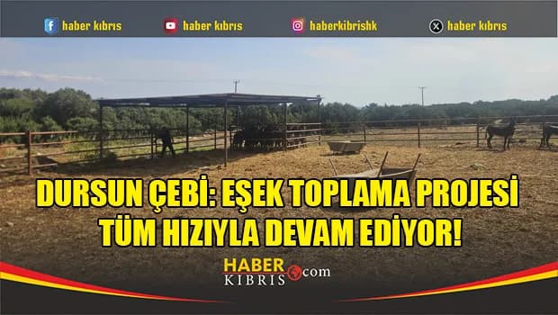 Çebi: Bugüne kadar 450 eşek toplandı