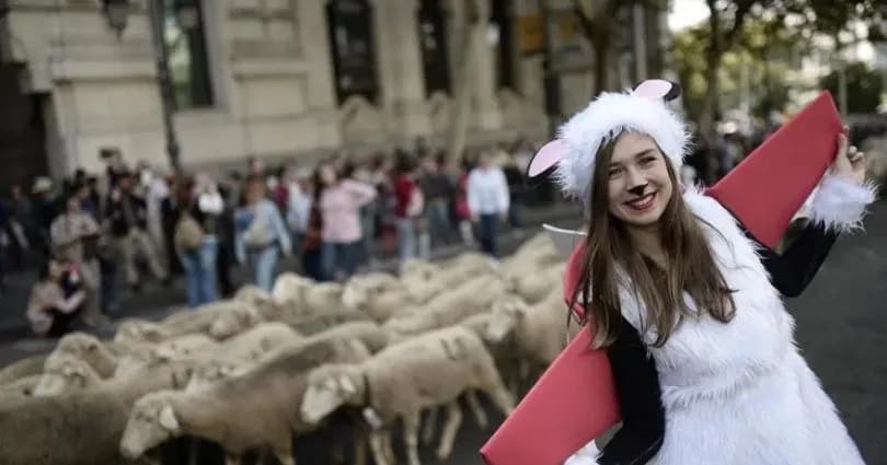 Madrid’in ünlü şenliğinde 1000’den fazla koyun kent merkezinde yürüdü