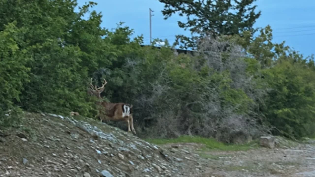 Aydınköy Gaziveren bölgesinde kaçak geyik alarmı!