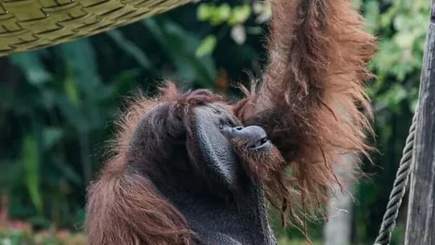 Endonezya'da nesli tehlike altındaki 46 Borneo orangutanı orman yangınlarından kurtarıldı