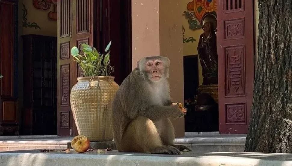 Vietnam'da pagoda çevresindeki maymunlar turistlerle iç içe yaşıyor