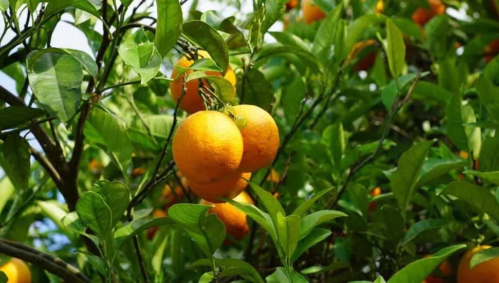 Narenciye Üreticileri Birliği Derneği: Ürün bedelleri hala ödenmedi!