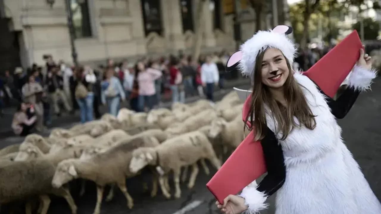 Madrid'in ünlü şenliğinde 1000'den fazla koyun kent merkezinde yürüdü