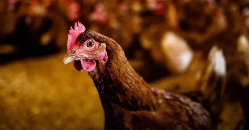 Tarım Bakanlığı’ndan kuş gribine karşı tedbirlerin arttırılması çağrısı