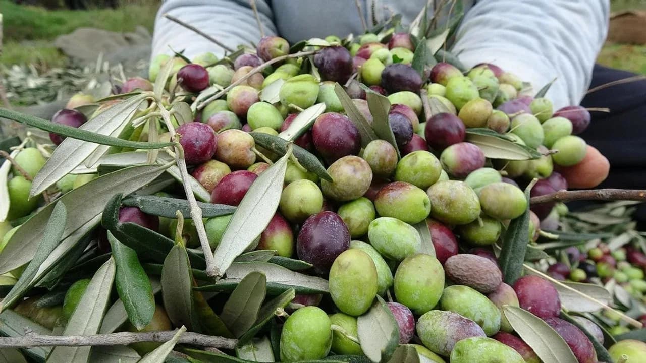 Lefkoşa’da zeytin ve harup hasadı tarihleri açıklandı