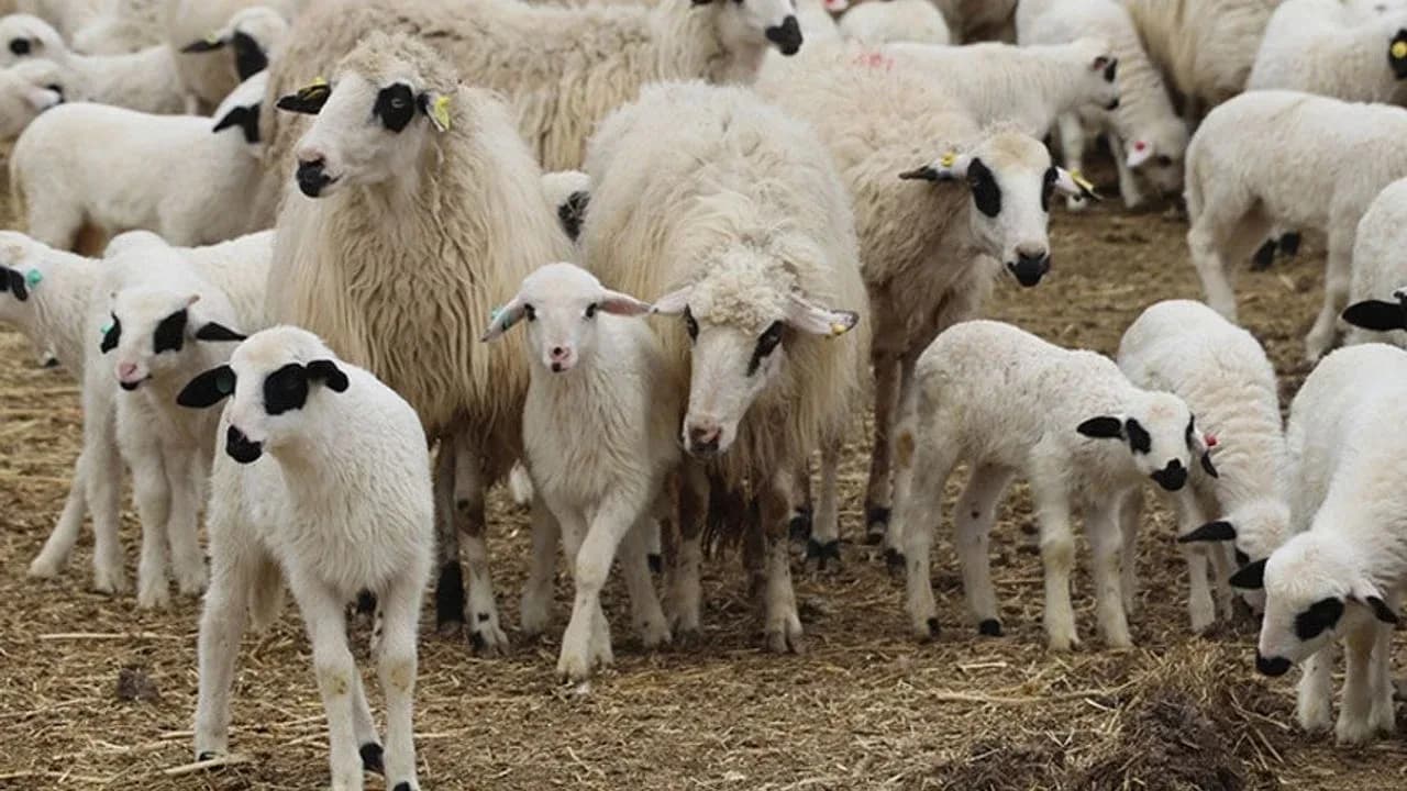 Çiçek hastalığından zarar gören üreticilere 481 bin TL tazminat ödendi
