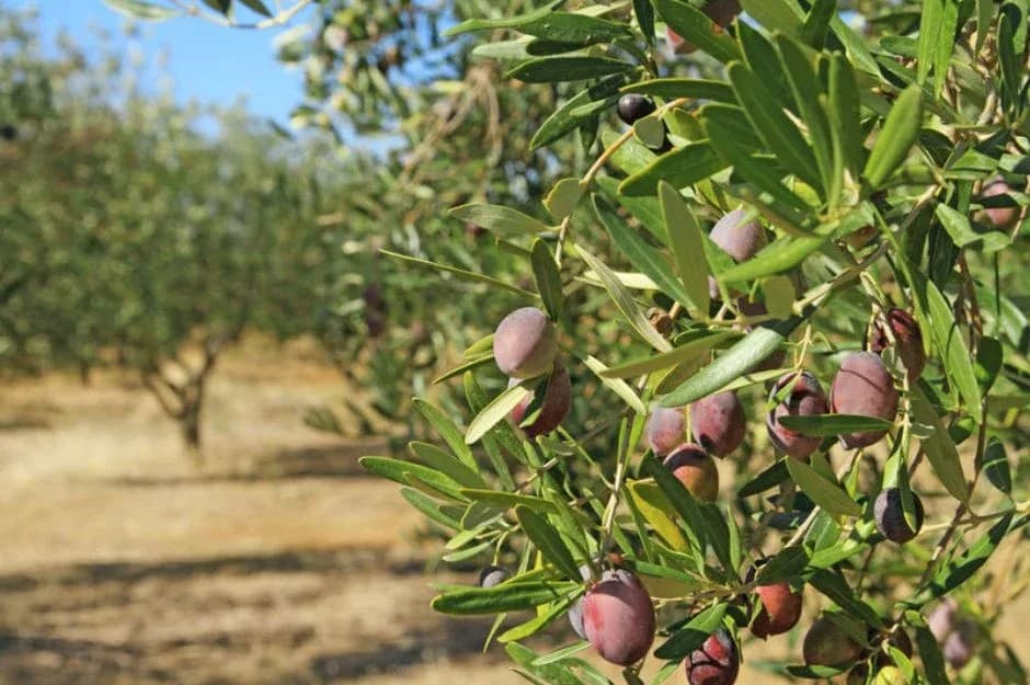 Lefkoşa’da zeytin hasadı 4 Eylül’de başlayacak