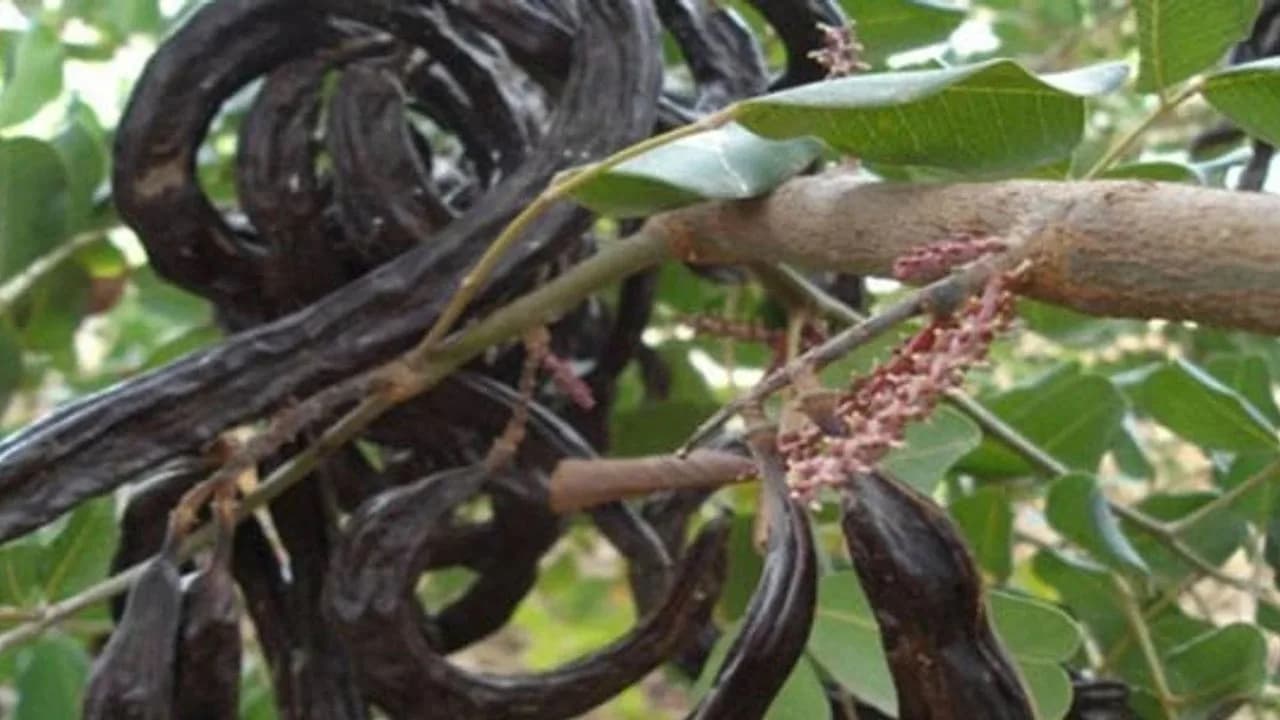 Lefke’de harnup ve erkenci zeytin hasadı 24 Ağustos, yerli zeytin hasadı 14 Eylül’de