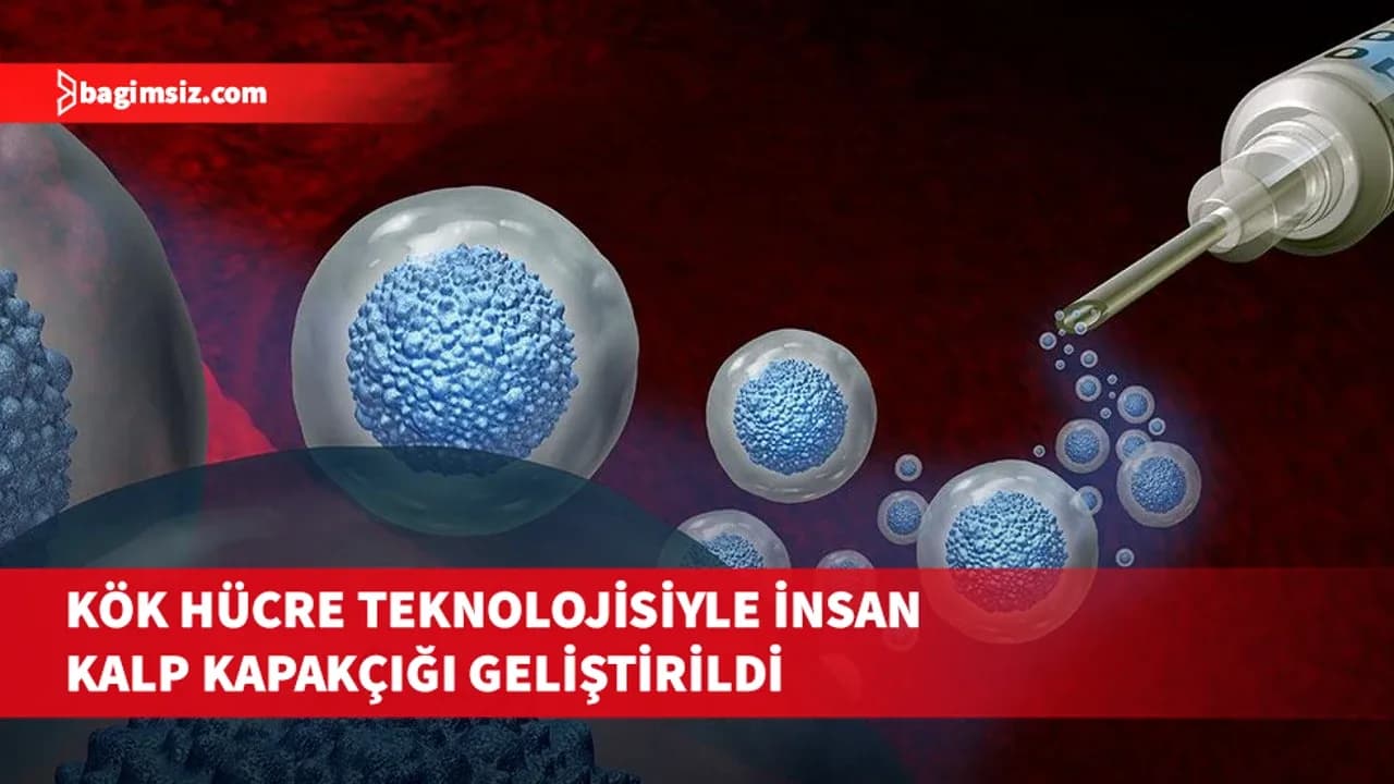 Avustralya'da kök hücreden, insandakine benzer kalp kapakçık dokuları üretildi