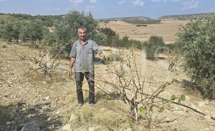 Ziyamet’te Karpaz eşekleri üreticilerin ürünlerini talan ediyor