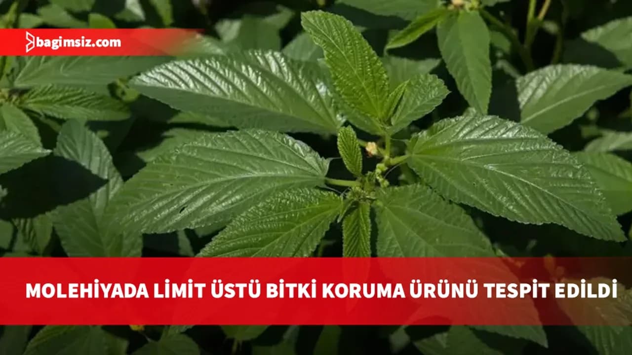 Gıda denetimleri: Molehiyada limit üstü bitki koruma ürünü tespit edildi