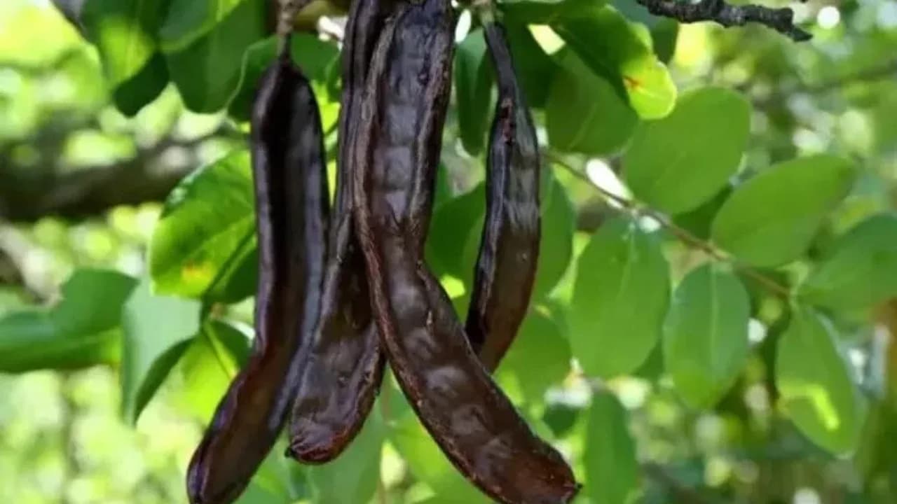 Lefke’de harup ve erkenci zeytin hasadı bugün başladı