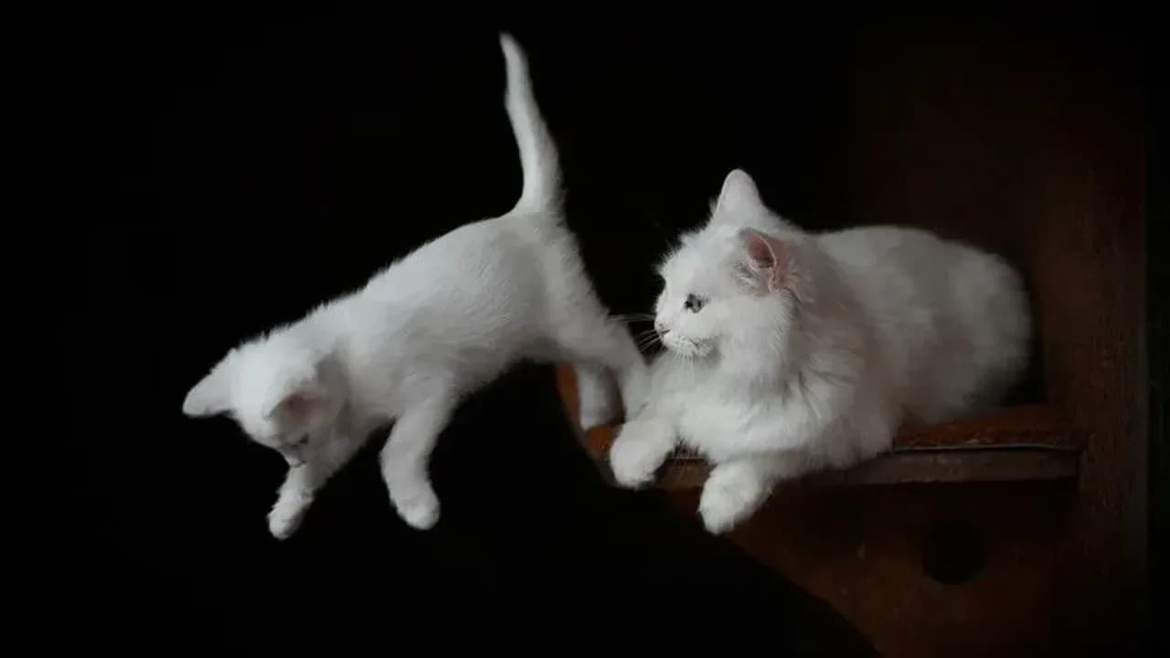 Bilim insanları, evcil kedilerin birbirlerini idrarlarını koklayarak tanıdıklarını ortaya çıkardı