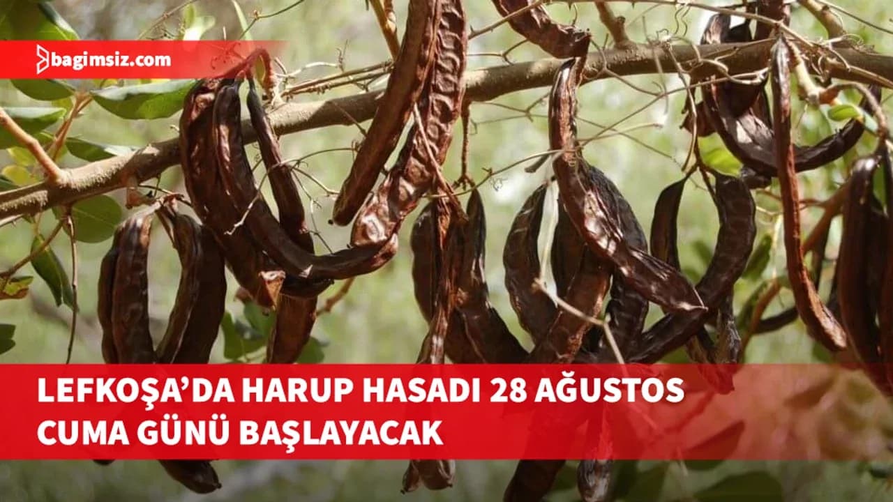 Lefkoşa’da harup hasadı 28 Ağustos Cuma günü başlayacak