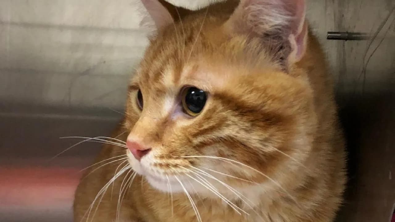 Kaybolan kedi, 10 yıl sonra evine geri döndü