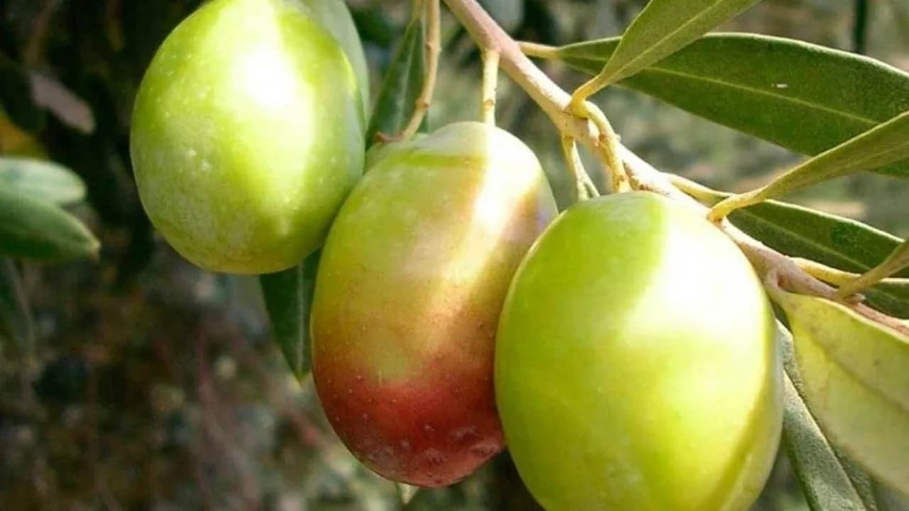 İskele’de erkenci zeytin hasadı yarın başlıyor