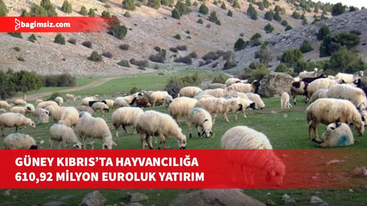Güney Kıbrıs’ta hayvancılığın yeniden yapılandırılması için 12 yıllık program