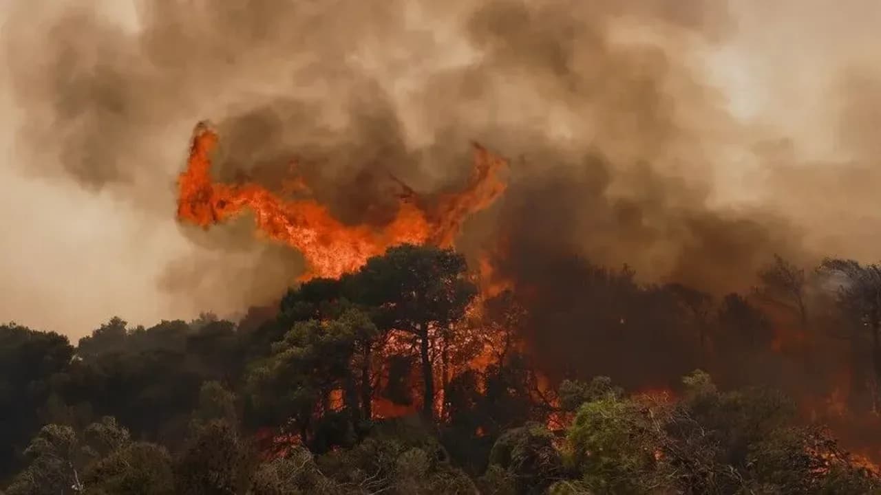 Yunanistan'ın Halkidiki Yarımadası'ndaki yangında 2 bin 480 dönüm alan zarar gördü