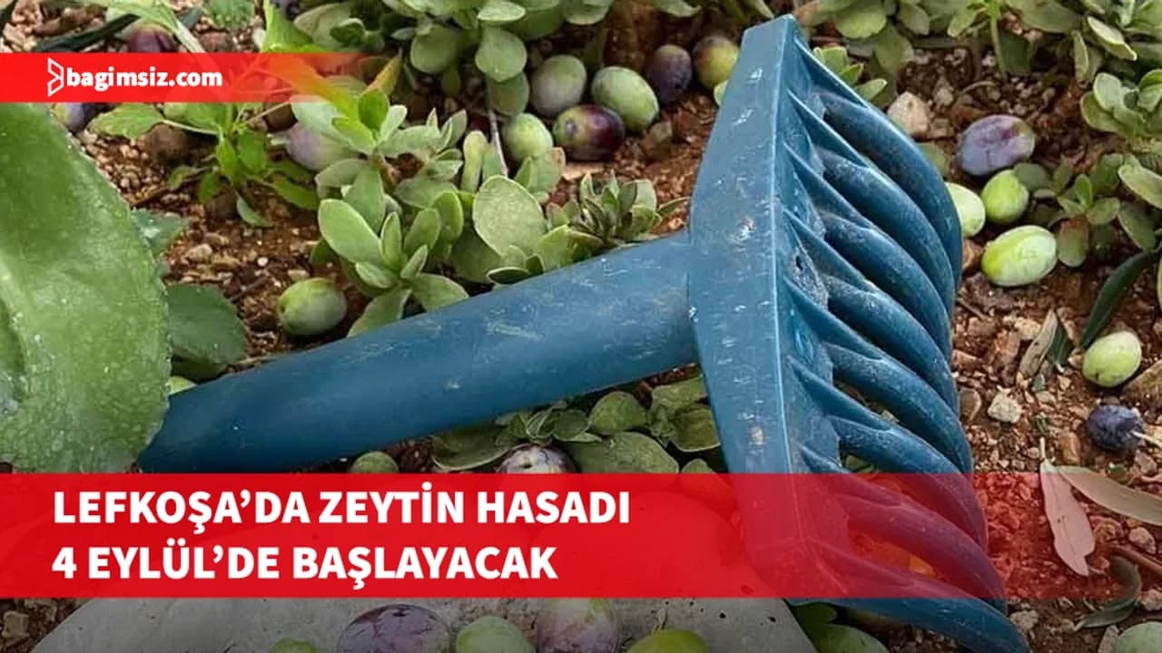 Lefkoşa’da zeytin hasadı 4 Eylül’de başlayacak