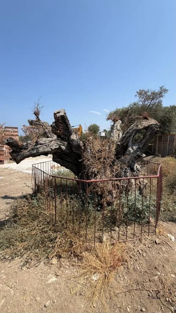 Doğanköy’de koruma altındaki anıt zeytin kurumaya bırakıldı