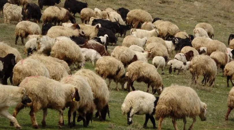 Dünya’nın en eski hayvan fosillerinden biri Norveç’te bir koyun çiftliğinde bulundu