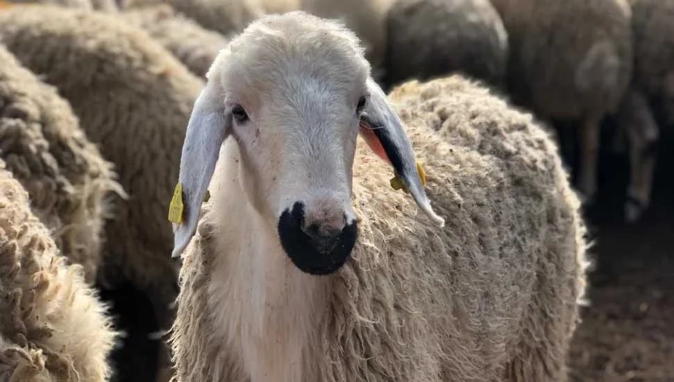 Güney Kıbrıs’ta koyun ve keçi sayısı bir ayda yüzde 40 azaldı