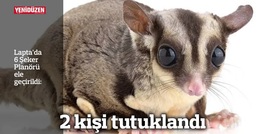 Lapta’da 6 Şeker Planörü ele geçirildi: 2 kişi tutuklandı