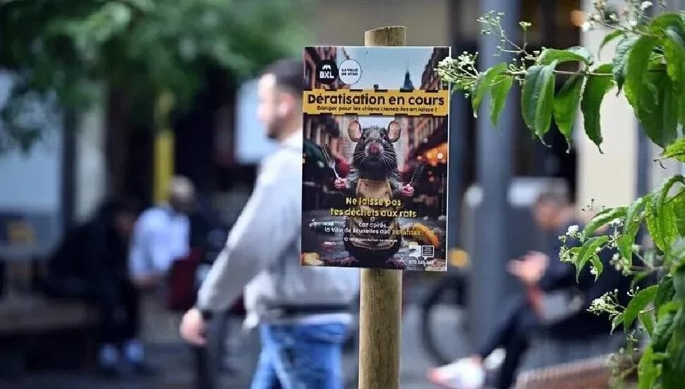 Brüksel'in tarihi ve turistik merkezinde fare sorunu gündemde