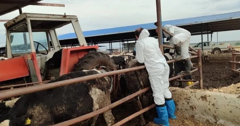 Güney Kıbrıs’ta şap hastalığından etkilenen üreticiler belirsizlik içinde
