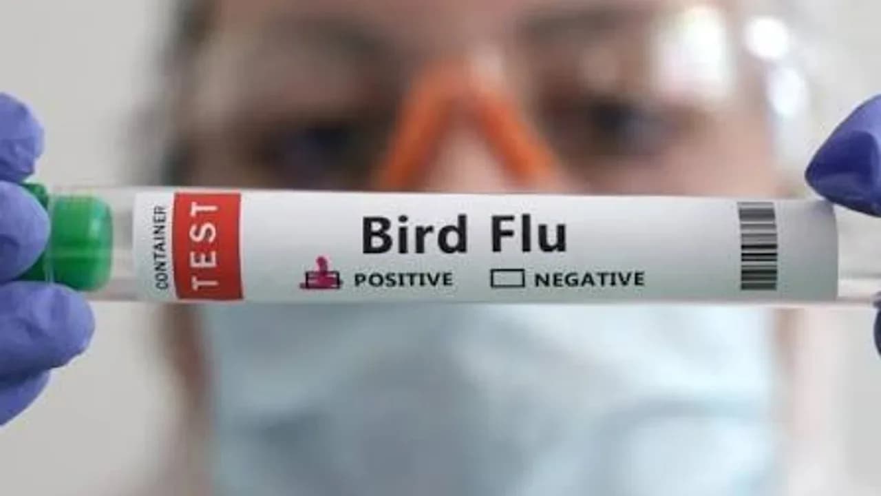 Güney Kıbrıs’ta kuş gribi alarmı: Athalassa Parkı’nda H5N1 tespit edildi