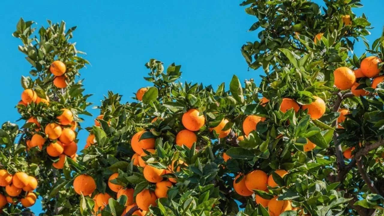 Akçın, bazı bahçelerin ava açılmasını eleştirdi