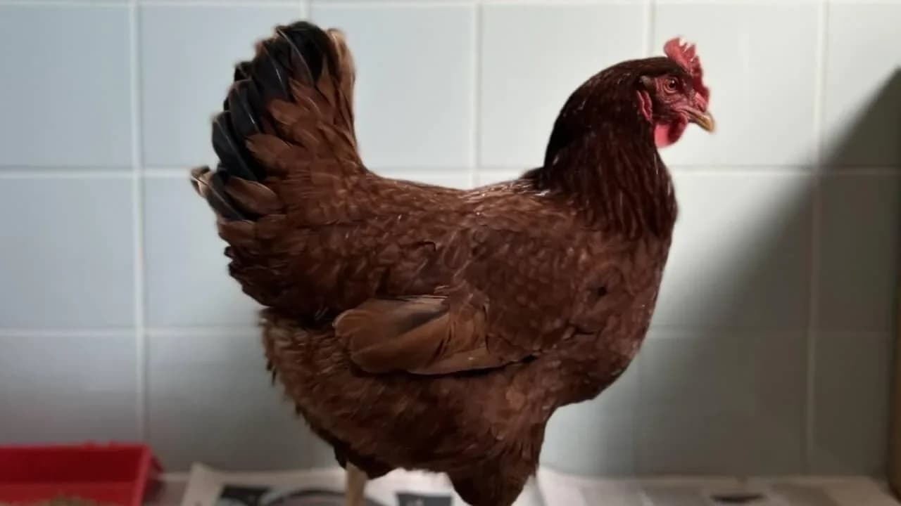 Batı Nil virüsüne karşı tavuklar erken uyarı sistemi olarak kullanılıyor